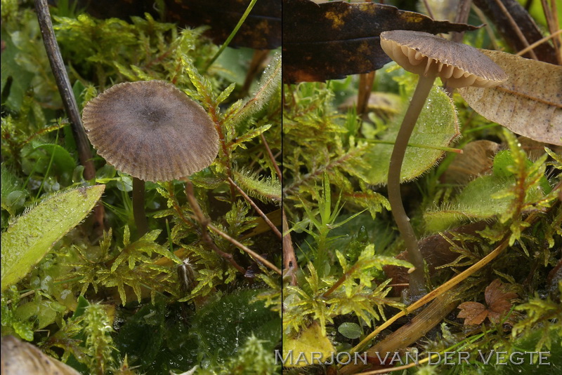 Genavelde cystidesatijnzwam - Entoloma cocles